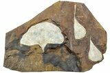 Three Fossil Ginkgo Leaves From North Dakota - Paleocene #232010-4